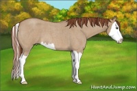 Horse Color:Red Dun Roan Splash