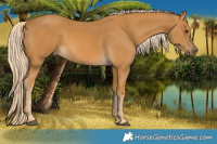 Horse Color:Palomino 