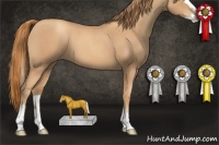 Horse Color:Gold Champagne Roan Splash 