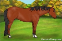 Horse Color:Bay 