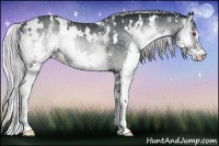 Horse Color:White Spotted Silver Blue Onyx Chinchilla Splash