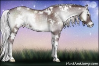 Horse Color:White Spotted Chocolate Silver Blue Onyx Chinchilla Sabino 