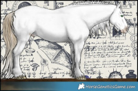 Horse Color:Smoky Black Pearl Appaloosa 