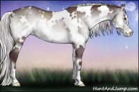 Horse Color:White Spotted Chocolate Silver Blue Onyx Chinchilla Sabino