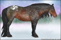 Horse Color:Brown Appaloosa