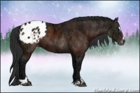 Horse Color:Brown Ice Sabino Appaloosa 