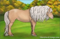 Horse Color:Silver Amber Champagne 