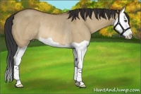 Horse Color:Bay Dun Splash Rabicano 