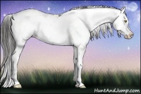 Horse Color:Liver Chestnut Sabino Splash 