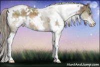 Horse Color:White Spotted Liver Chestnut Splash 