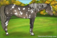 Horse Color:White Spotted Liver Chestnut 