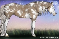 Horse Color:White Spotted Silver Grullo Splash 