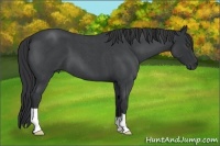 Horse Color:Blue Roan