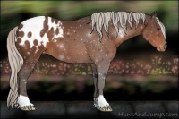 Horse Color:Silver Bay Appaloosa 
