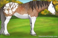Horse Color:Buckskin Splash Appaloosa 