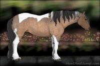 Horse Color:Buckskin Roan Tobiano 