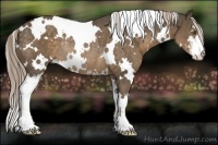 Horse Color:White Spotted Chocolate Palomino Sabino Rabicano