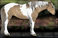 Horse Color:Chocolate Palomino Tobiano Rabicano