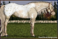 Horse Color:White Spotted Liver Red Dun Pearl Appaloosa 