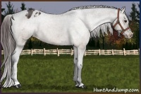 Horse Color:Brown Dun Appaloosa 