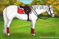 Horse Color:Palomino Roan Appaloosa
