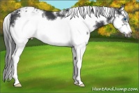 Horse Color:White Spotted Black Splash Frame Appaloosa Rabicano
