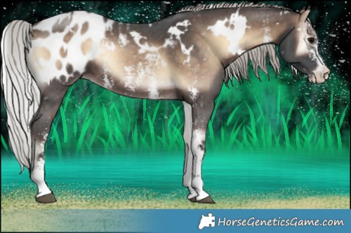 Horse Color:White Spotted Silver Brown Onyx Sabino Appaloosa 