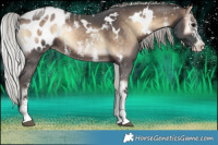 Horse Color:White Spotted Silver Brown Onyx Sabino Appaloosa