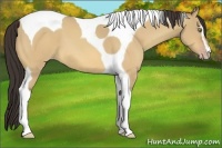Horse Color:Sable Champagne Dun Sabino Tobiano