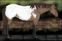 Horse Color:Brown Dun Near Fewspot 