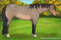 Horse Color:Buckskin Roan 