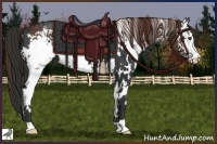 Horse Color:White Spotted Liver Chestnut  and White Spotted Liver Chestnut 