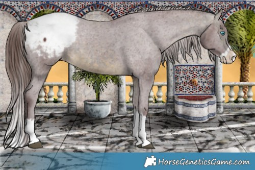 Horse Color:Chocolate Buckskin Splash Appaloosa Rabicano 