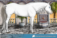 Horse Color:Chocolate Buckskin Splash Appaloosa Rabicano