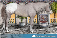 Horse Color:Chocolate Buckskin Splash Snowcap Rabicano 