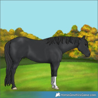 Horse Color:Black 