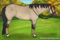Horse Color:Bay Roan Dun 