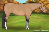 Horse Color:Buckskin 