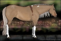 Horse Color:Silver Bay Dun Tobiano 