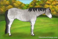 Horse Color:White Spotted Grullo Roan