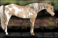 Horse Color:White Spotted Liver Chestnut Pearl 