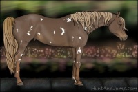 Horse Color:White Spotted Liver Chestnut