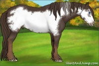 Horse Color:Liver Chestnut Frame 