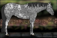 Horse Color:Black Ice 