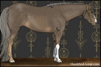 Horse Color:Chocolate Palomino 