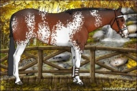 Horse Color:White Spotted Bay 