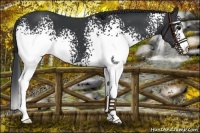 Horse Color:White Spotted Black 