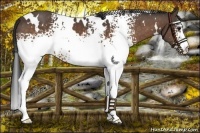 Horse Color:White Spotted Buckskin 