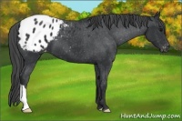 Horse Color:Black Appaloosa 