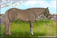 Horse Color:Chocolate Palomino 
